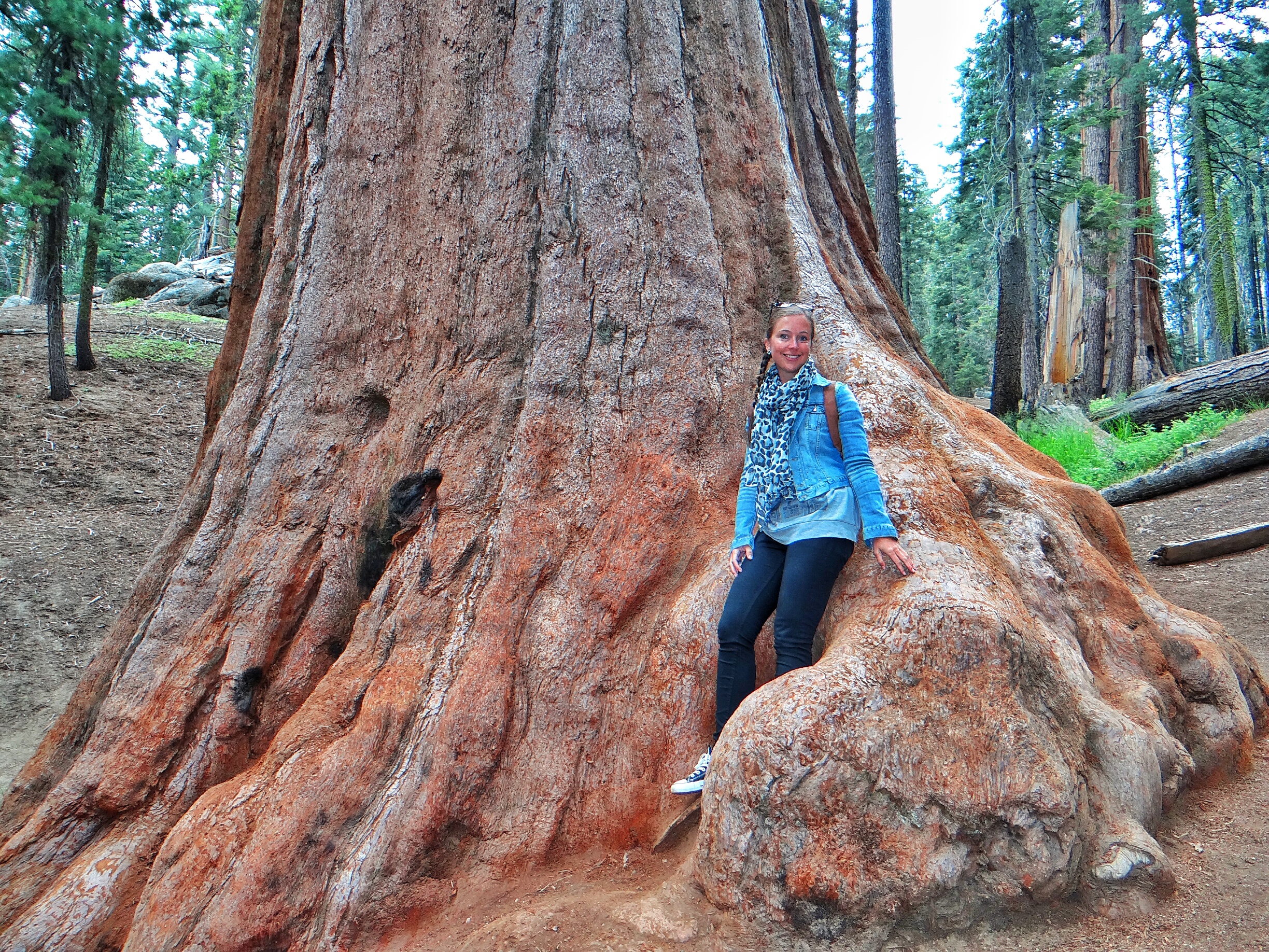 Sequoia – General Grant Grove – WORLD WANDERISTA